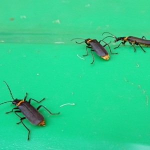 Chauliognathus lugubris at Isaacs, ACT - 25 Mar 2019 12:59 PM