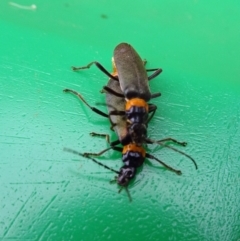 Chauliognathus lugubris at Isaacs, ACT - 25 Mar 2019 12:59 PM