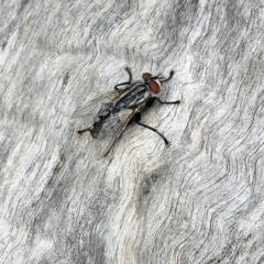 Sarcophagidae (family) (Unidentified flesh fly) at Isaacs, ACT - 25 Mar 2019 by galah681