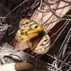 Heteronympha penelope (Shouldered Brown) at Captains Flat, NSW - 27 Mar 2019 by JanetRussell