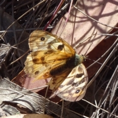 Heteronympha penelope at Captains Flat, NSW - 27 Mar 2019