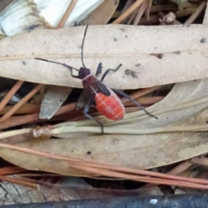 Leptocoris mitellatus at Isaacs, ACT - 30 Mar 2019 04:46 PM