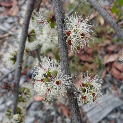 Eucalyptus stellulata (Black Sally) at Molonglo Valley, ACT - 28 Mar 2019 by galah681