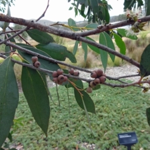 Eucalyptus stellulata at Molonglo Valley, ACT - 28 Mar 2019