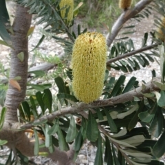 Banksia marginata (Silver Banksia) at Molonglo Valley, ACT - 28 Mar 2019 by galah681