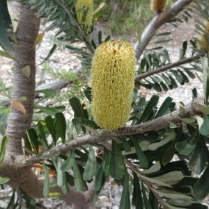 Banksia marginata at Molonglo Valley, ACT - 28 Mar 2019