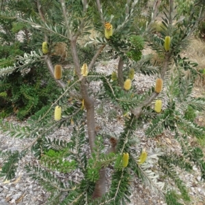 Banksia marginata at Molonglo Valley, ACT - 28 Mar 2019 11:30 AM