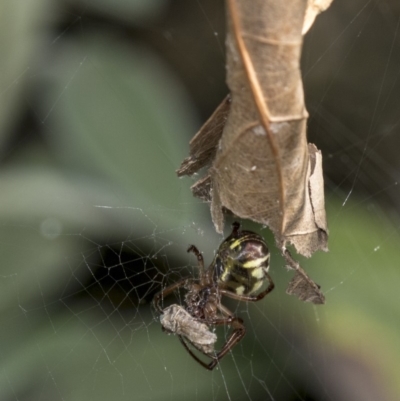 Phonognatha graeffei (Leaf Curling Spider) at Higgins, ACT - 23 Mar 2019 by AlisonMilton