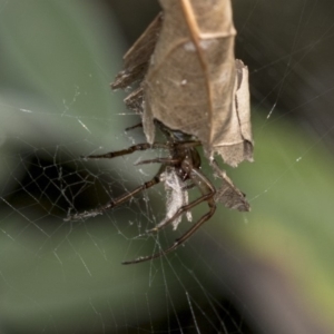 Phonognatha graeffei at Higgins, ACT - 23 Mar 2019 09:13 AM