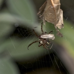 Phonognatha graeffei at Higgins, ACT - 23 Mar 2019