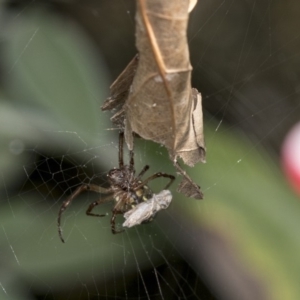 Phonognatha graeffei at Higgins, ACT - 23 Mar 2019