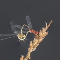 Xanthagrion erythroneurum (Red & Blue Damsel) at Belconnen, ACT - 12 Mar 2019 by AlisonMilton