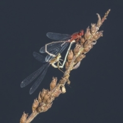 Xanthagrion erythroneurum at Belconnen, ACT - 12 Mar 2019 03:40 PM