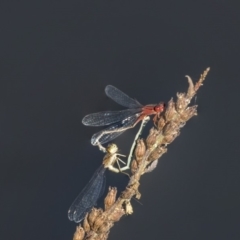 Xanthagrion erythroneurum at Belconnen, ACT - 12 Mar 2019