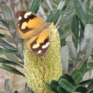 Heteronympha merope at Molonglo Valley, ACT - 28 Mar 2019