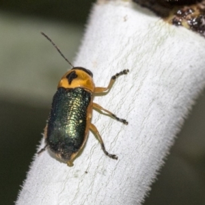 Aporocera (Aporocera) consors at Higgins, ACT - 26 Mar 2019 09:16 AM