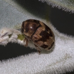 Elaphodes cervinus (Leaf beetle) at Higgins, ACT - 25 Mar 2019 by AlisonMilton