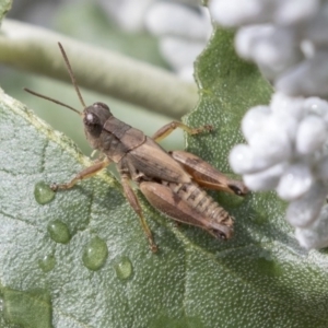 Phaulacridium vittatum at Hackett, ACT - 29 Mar 2019