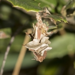 Hyalarcta huebneri at Higgins, ACT - 25 Mar 2019 11:41 AM