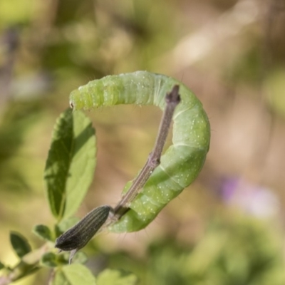 Lepidoptera unclassified IMMATURE moth at Higgins, ACT - 28 Feb 2019 by AlisonMilton