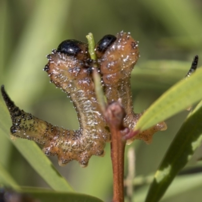 Pterygophorus sp. (genus) (Long-tailed Sawfly) at Higgins, ACT - 25 Mar 2019 by AlisonMilton