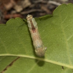 Geometridae (family) IMMATURE at Higgins, ACT - 25 Mar 2019 04:27 PM