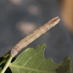 Geometridae (family) IMMATURE at Higgins, ACT - 25 Mar 2019 04:27 PM