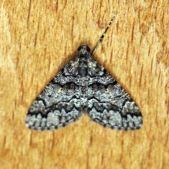 Lipogya exprimataria (Jagged Bark Moth) at O'Connor, ACT - 28 Mar 2019 by ibaird