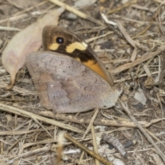 Heteronympha merope (Common Brown Butterfly) at Higgins, ACT - 25 Mar 2019 by AlisonMilton