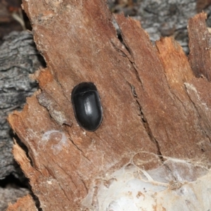 Pterohelaeus striatopunctatus at Higgins, ACT - 25 Mar 2019