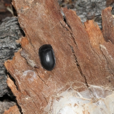 Pterohelaeus striatopunctatus (Darkling beetle) at Higgins, ACT - 25 Mar 2019 by AlisonMilton