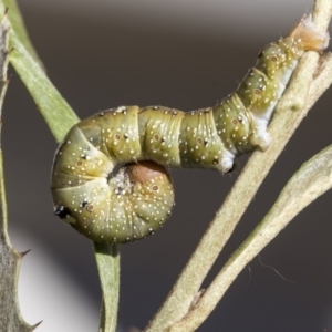 Oenochroma vinaria at Higgins, ACT - 26 Mar 2019 09:47 AM