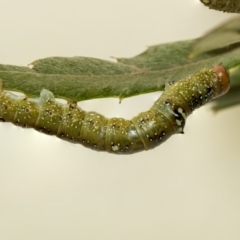 Oenochroma vinaria at Higgins, ACT - 26 Mar 2019