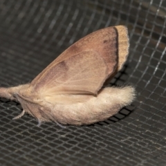 Pararguda nasuta (Wattle Snout Moth) at Queanbeyan River - 27 Mar 2019 by AlisonMilton