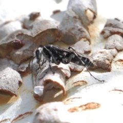 Turneromyia sp. (genus) (Zebra spider wasp) at ANBG - 27 Mar 2019 by TimL