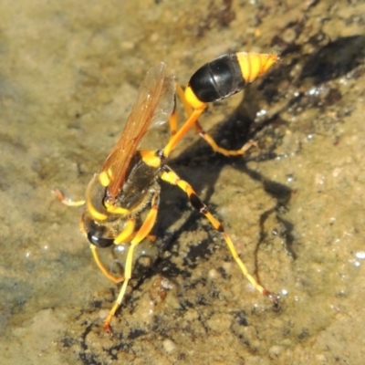 Sceliphron laetum (Common mud dauber wasp) at Theodore, ACT - 27 Feb 2019 by michaelb