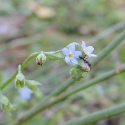 Myosotis laxa subsp. caespitosa (Water Forget-me-not) at Theodore, ACT - 27 Feb 2019 by MichaelBedingfield