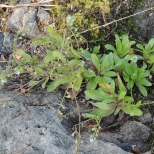 Myosotis laxa subsp. caespitosa at Theodore, ACT - 27 Feb 2019