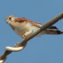 Falco cenchroides (Nankeen Kestrel) at Theodore, ACT - 27 Feb 2019 by MichaelBedingfield
