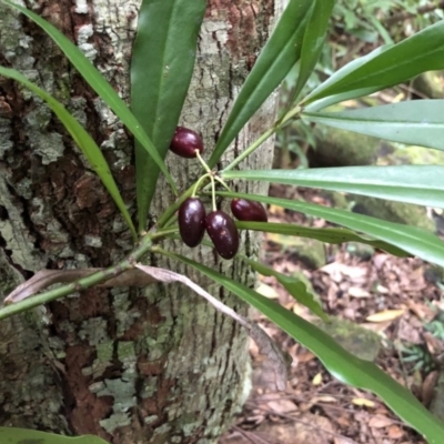 Tasmannia insipida (Brush Pepperbush, Dorrigo Pepper) at Broughton Vale, NSW - 24 Mar 2019 by Nivlek