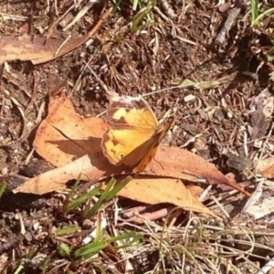 Heteronympha merope at Rendezvous Creek, ACT - 30 Mar 2019