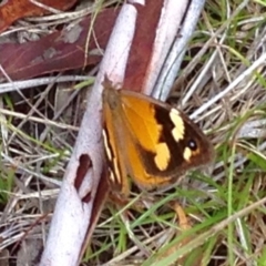 Heteronympha merope at Rendezvous Creek, ACT - 30 Mar 2019