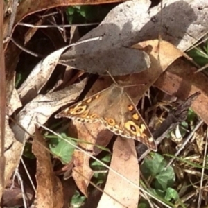 Junonia villida at Rendezvous Creek, ACT - 30 Mar 2019