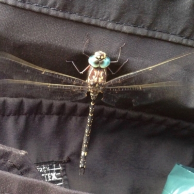 Austroaeschna parvistigma (Swamp Darner) at Rendezvous Creek, ACT - 30 Mar 2019 by KMcCue