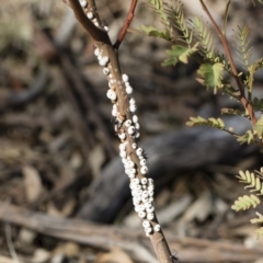 Cryptes baccatus at Michelago, NSW - 12 Aug 2018 02:31 PM