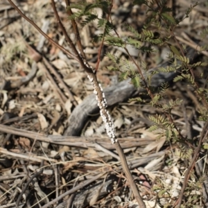 Cryptes baccatus at Michelago, NSW - 12 Aug 2018 02:31 PM