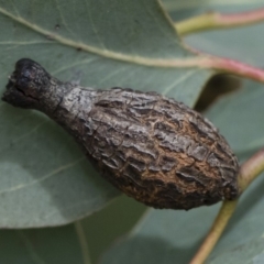 Apiomorpha urnalis (A scale forming an urn shaped gall on eucalypts) at Michelago, NSW - 30 Mar 2019 by Illilanga