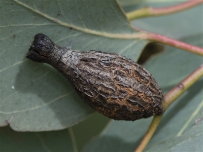 Apiomorpha urnalis (A scale forming an urn shaped gall on eucalypts) at Michelago, NSW - 30 Mar 2019 by Illilanga