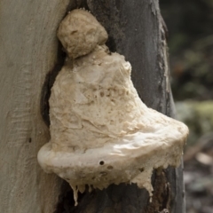 Laetiporus portentosus (White Punk) at Illilanga & Baroona - 30 Mar 2019 by Illilanga