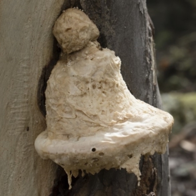 Laetiporus portentosus (White Punk) at Illilanga & Baroona - 30 Mar 2019 by Illilanga